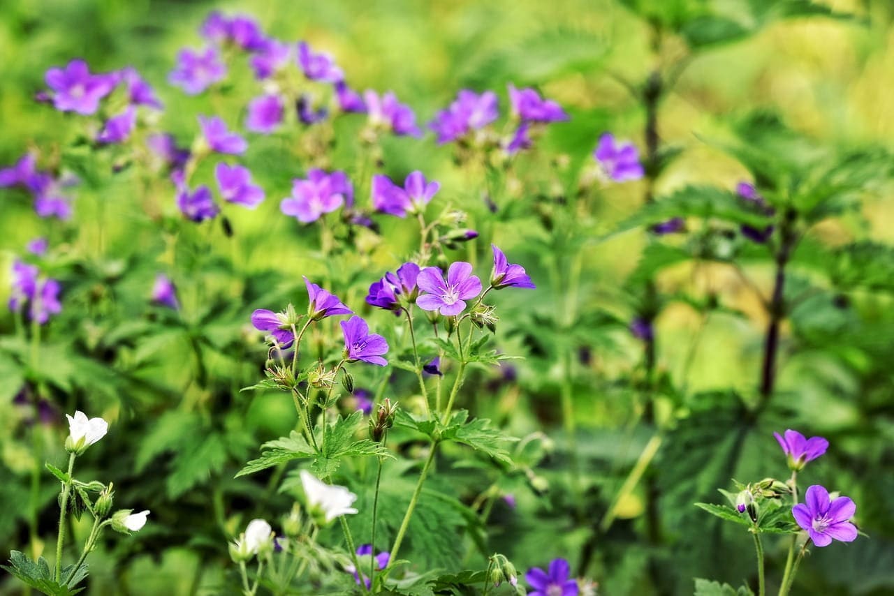 Geranium Herb / Available weight 1oz to 16oz / Premium Quality / Geranium Robertianum - Vesta Market