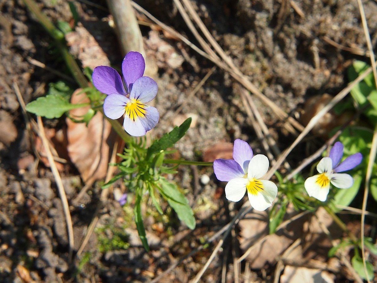 BIO Dried Organic Violet Leaf / Available weight from 1oz to 16oz ( 28g - 454g ) / Viola tricolor Vesta Market