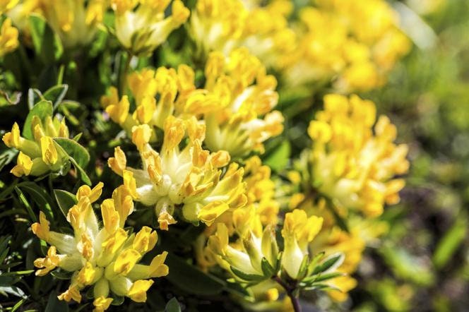 Dried Lady's Slipper Flower / Kidney Vetch Flower / Available from 1oz to 16oz / Anthyllis vulneraria / Fresh Herbs - Vesta Market