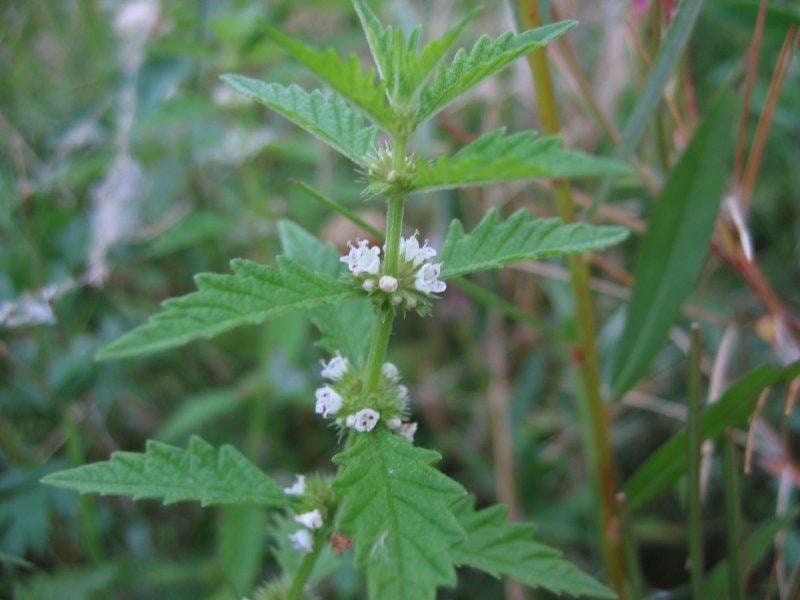 Dried Organic European Bugleweed Herb / Available weight from 1oz to 16oz ( 28g - 454g ) / Lycopus europaeus - Vesta Market