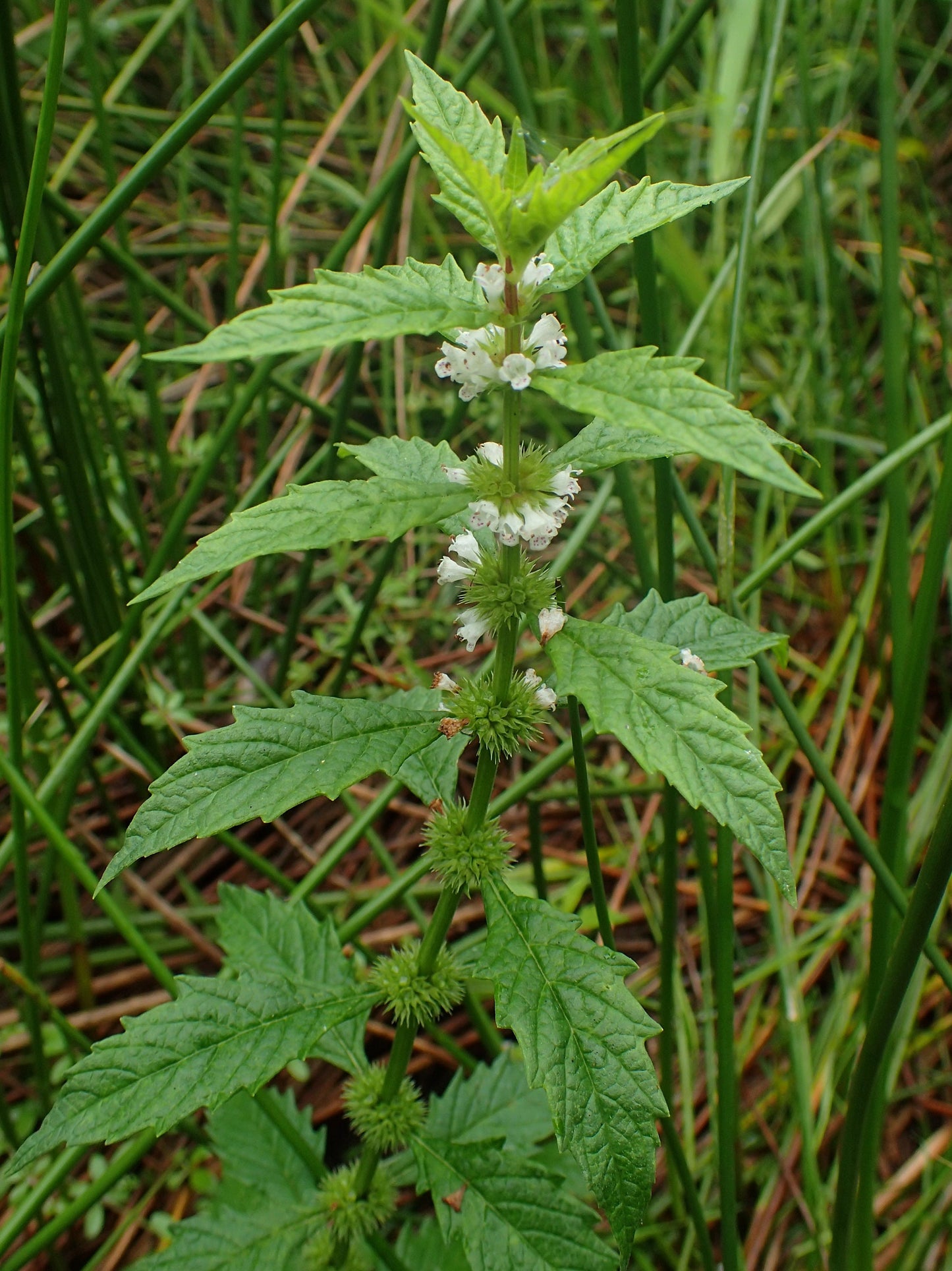 Dried Organic European Bugleweed Herb / Available weight from 1oz to 16oz ( 28g - 454g ) / Lycopus europaeus - Vesta Market