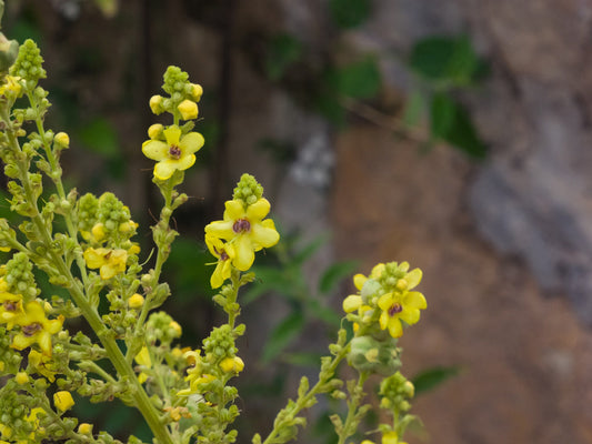 Dried Mullein Flowers / Available from 1oz to 32oz/ Mullein Flower / Herbal Tea / Verbascum Thapsus - Vesta Market