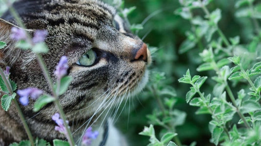 Catnip Herb - available from 1oz to 16oz - Nepeta cataria - Vesta Market