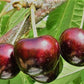Organic Wild Cherry Leaves Herb - available from 1oz to 16oz - Prunus cerasus folium Vesta Market