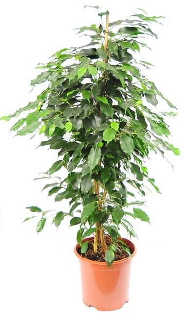 Java Fig - Ficus Benjamina - Weeping Fig - Benjamin Tree - 20 seeds - Vesta Market