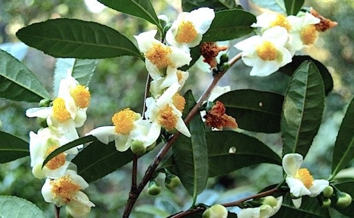 Chinese Tea (Thea Sinensis) 2 seeds - Vesta Market
