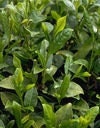 Chinese Tea (Thea Sinensis) 2 seeds - Vesta Market