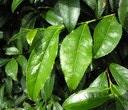 Chinese Tea (Thea Sinensis) 2 seeds - Vesta Market