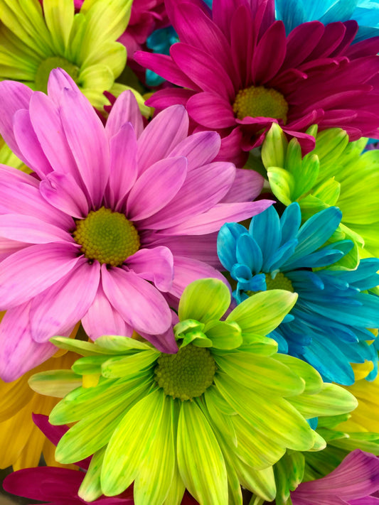 🏡 How to Grow Beautiful Flowers from Seeds Indoors: A Beginner’s Guide