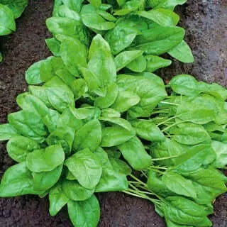 10 g BIO Organic Winterreuzen Spinach seeds - Vesta Market