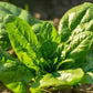 10 g BIO Organic Winterreuzen Spinach seeds - Vesta Market