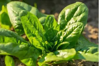 10 g BIO Organic Winterreuzen Spinach seeds Vesta Market