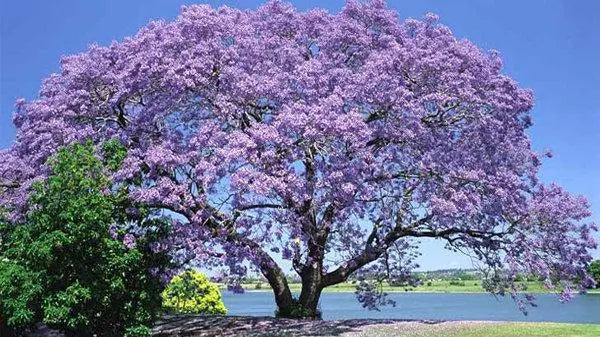 Primcess Tree 🌳👑 Princess Tree Seeds – 500 Seeds – Paulownia tomentosa (Empress Tree ...