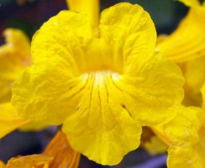 Tabebuia Chrysantha Yellow 5 seeds Vesta Market
