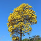 Tabebuia Chrysantha Yellow 5 seeds Vesta Market