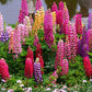 Beautiful Persistent Lupine plant 50 seeds - Vesta Market