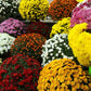 Pyrethrum mixed colors 100 seeds Vesta Market