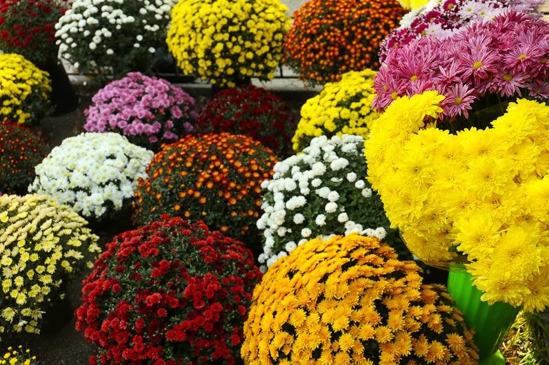 Pyrethrum mixed colors 100 seeds Vesta Market