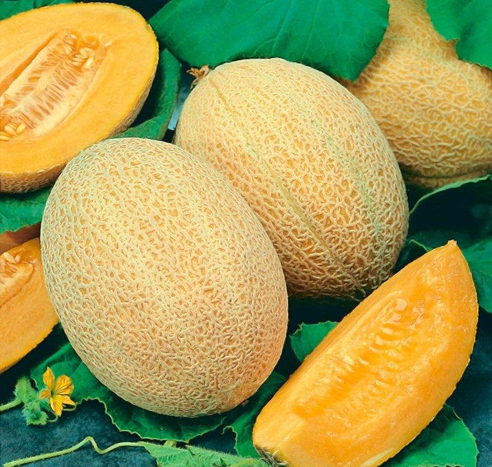Melon Junior F1 Extremely Tasy 20 Seeds - Vesta Market