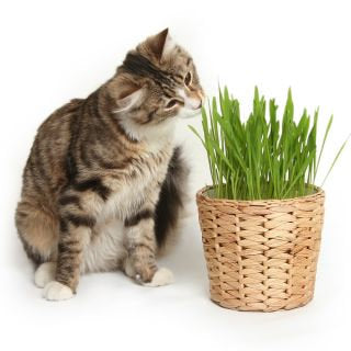 Grass for Cats - Green food 500 seeds Vesta Market