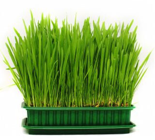 Grass for Cats - Green food 500 seeds Vesta Market