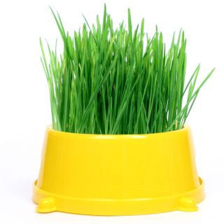 Grass for Cats - Green food 500 seeds - Vesta Market