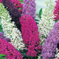 Budleja Flower Mixed Colors 20 Seeds Vesta Market
