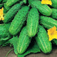 Cucumber Cancelka 50 Seeds Vesta Market