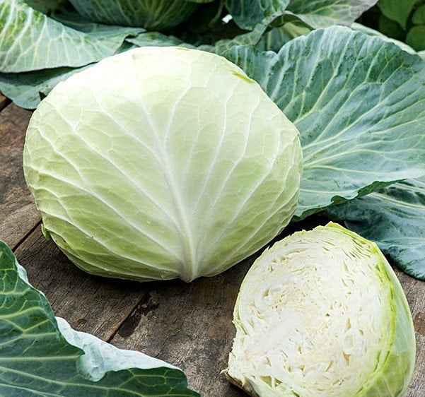 Cabbage Stone Head 100 Seeds Vesta Market