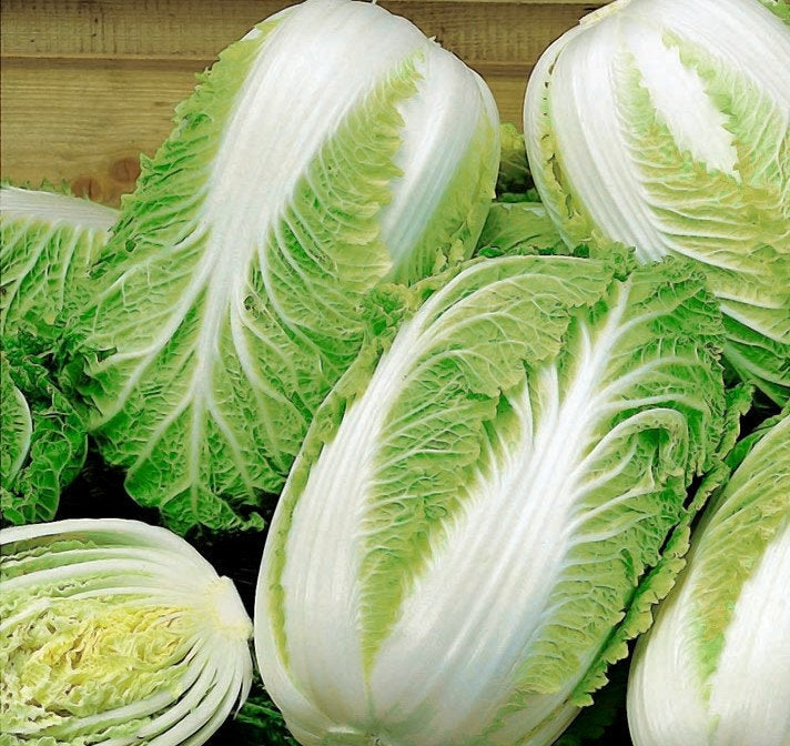 Cabbage Forco F1 100 Seeds - Vesta Market