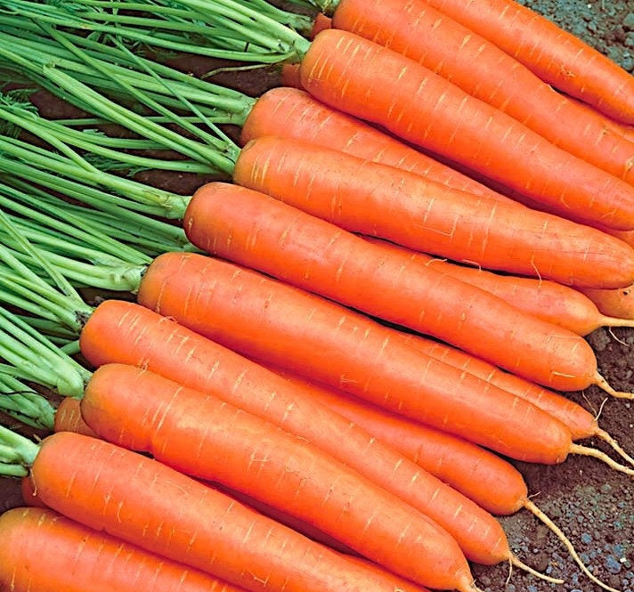 Nantes 3 Carrot 400 Seeds - Vesta Market