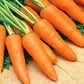 Chantenay Carrot 1000 seeds - Vesta Market