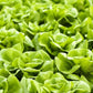 Lettuce Queen of May 200 seeds - Vesta Market