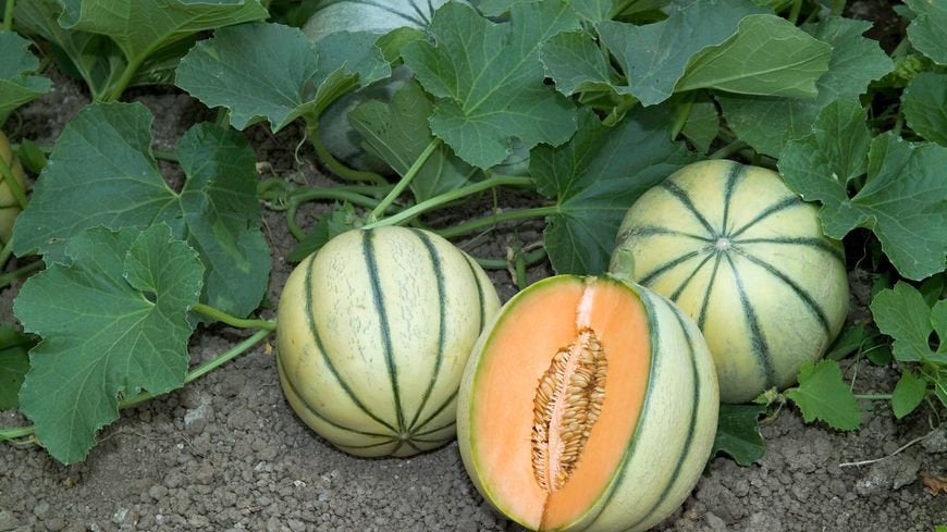 Charentaise Sugar Melon 50 seeds - Vesta Market