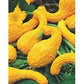 Decorative Yellow Crookneck Pumpkin 10 seeds - Vesta Market