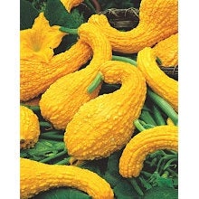 Decorative Yellow Crookneck Pumpkin 10 seeds Vesta Market