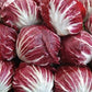 Chicory 100 Seeds Vesta Market