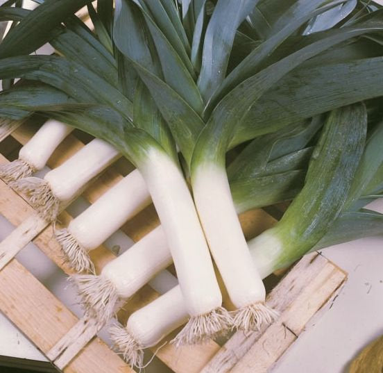 Leek Tango 100 seeds - Vesta Market