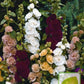 Althaea Rosea Hollyhock Mix colors 50 seeds - Vesta Market