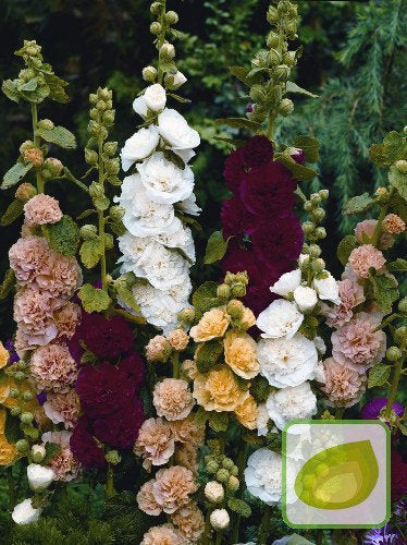 Althaea Rosea Hollyhock Mix colors 50 seeds Vesta Market