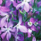 Night-Scented Stock Seeds - Vesta Market