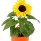 Polino Cola Potted Sunflower 50 Seeds Vesta Market