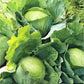 Cabbage White Amager 200 Seeds Vesta Market