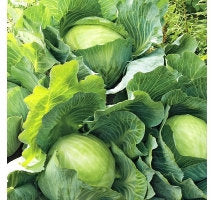 Cabbage White Amager 200 Seeds Vesta Market