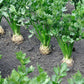 Celery Nugget 200 Seeds - Vesta Market