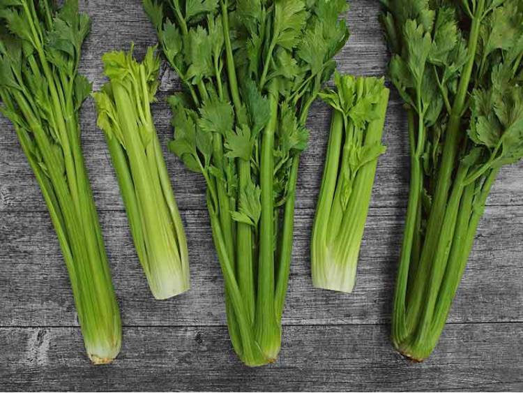 Celery Nugget 200 Seeds Vesta Market