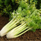 Celery Nugget 200 Seeds - Vesta Market