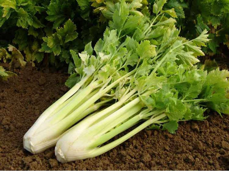 Celery Nugget 200 Seeds Vesta Market
