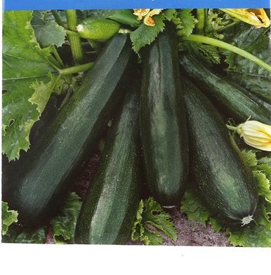 Zucchini Black Beauty 30 seeds Vesta Market