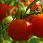 Bohun Dwarf Ground Tomato Seeds Vesta Market